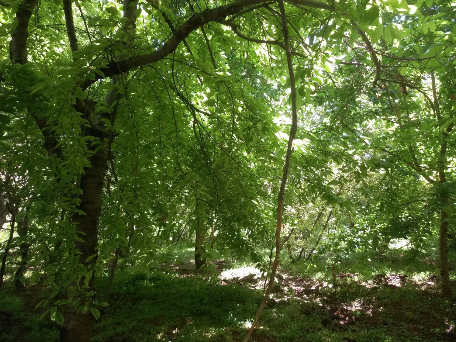 باغ میوه