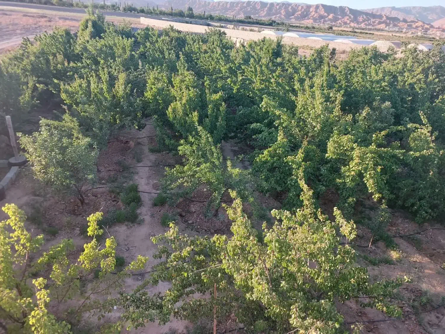 باغ نزدیک شهر