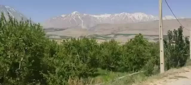 ۱ هکتار باغ سیب