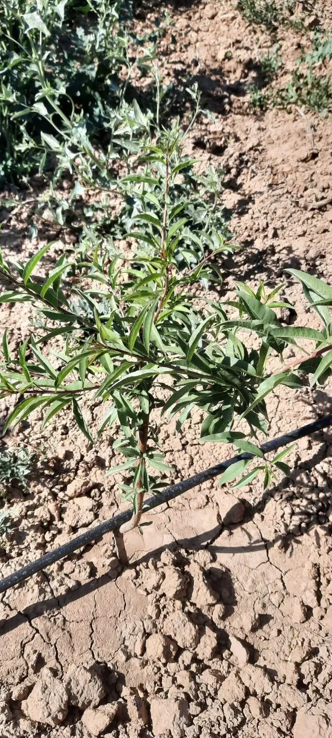 باغ بادام