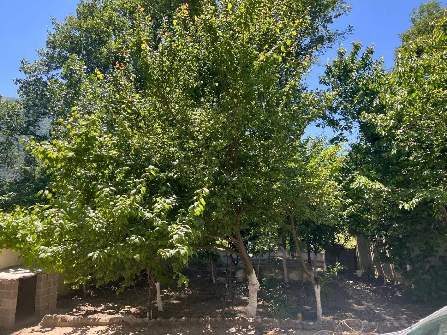 خانه دوطبقه با باغ پراز میوه با منظره بی نظیر