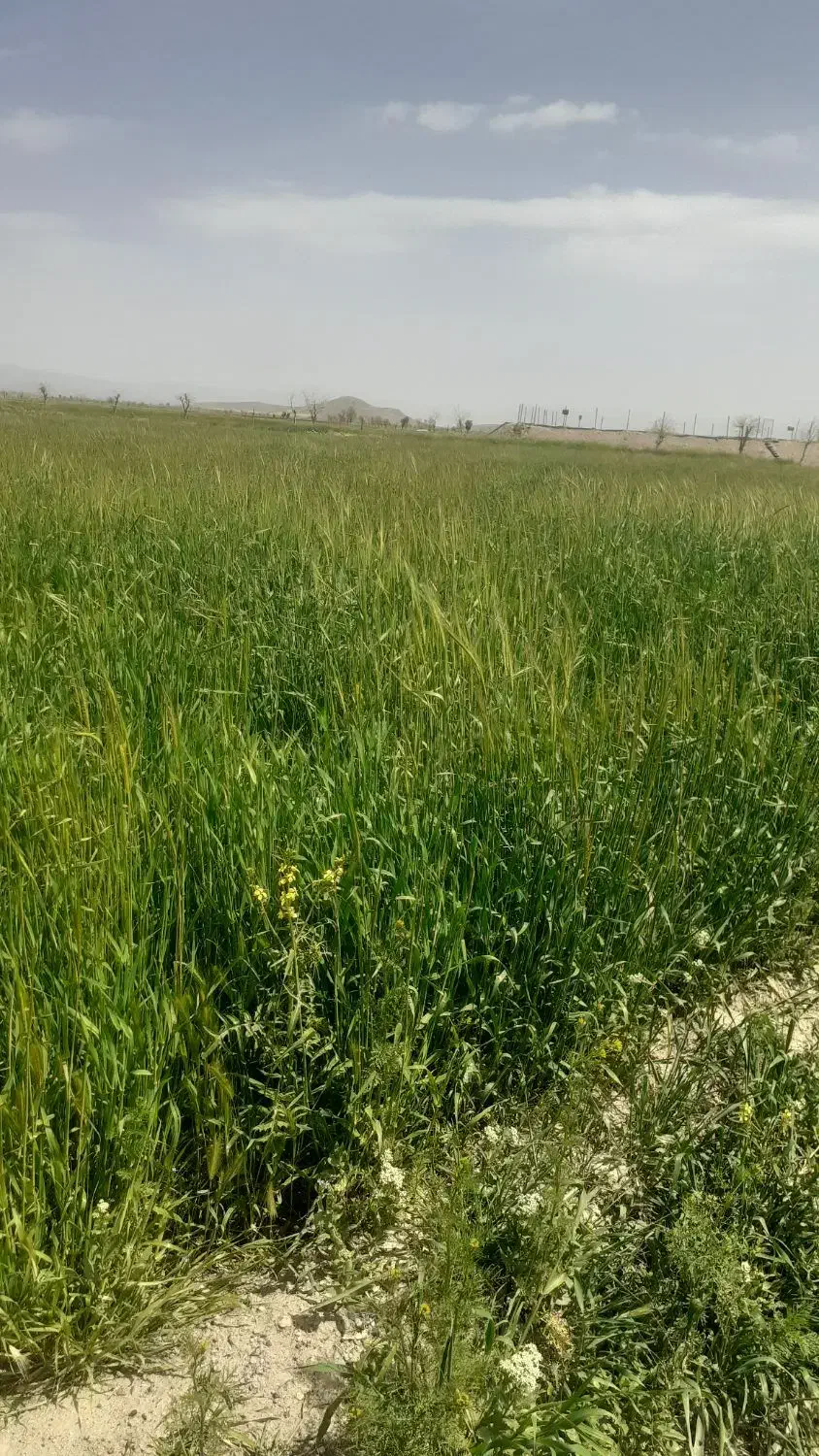 زمین کشاورزی