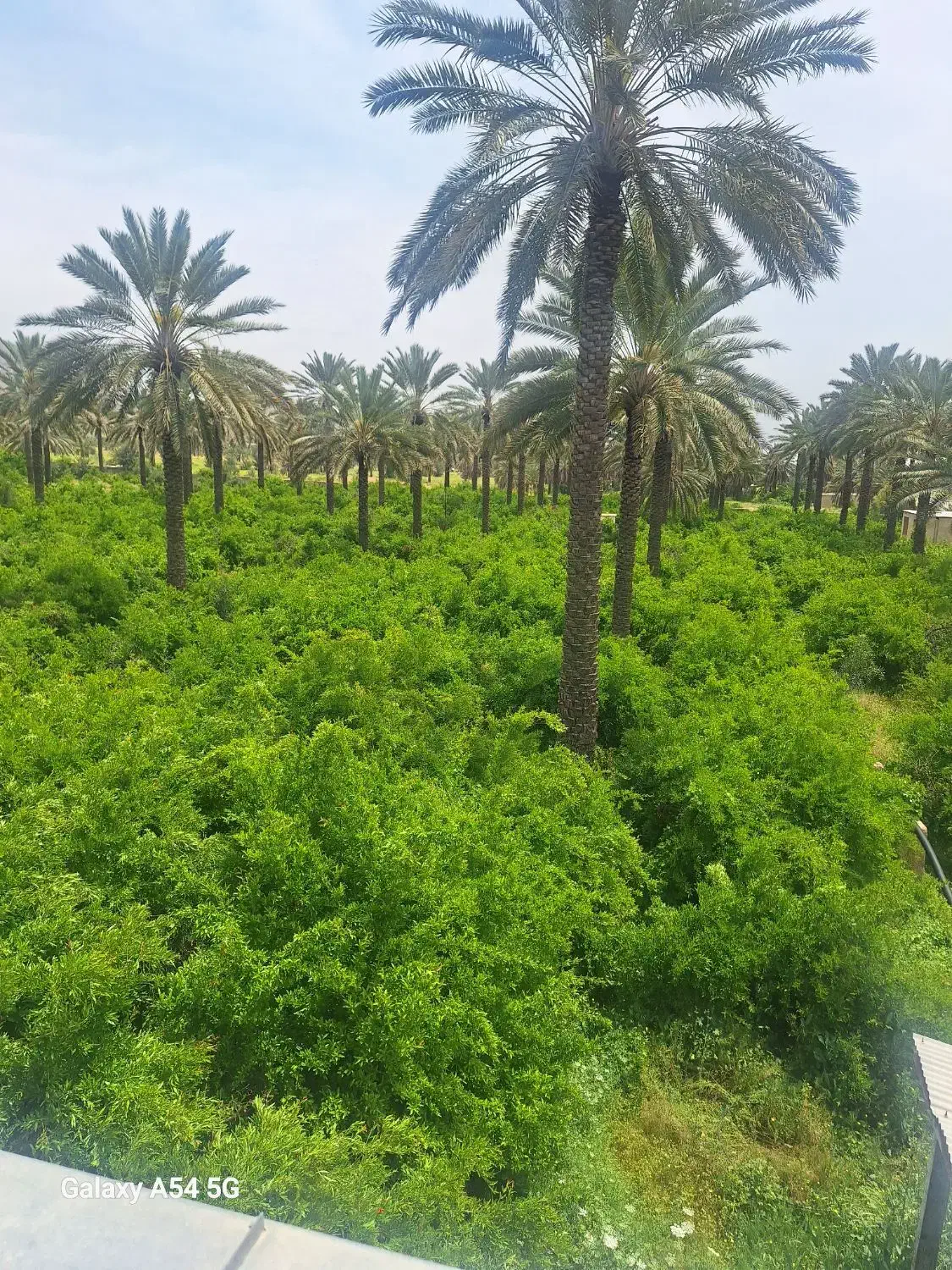 فروش استثنایی باغ ۴۰هکتاری