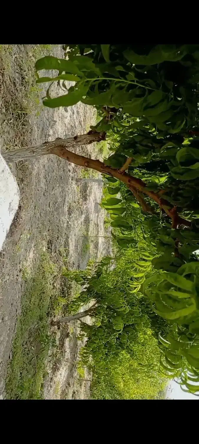 باغ میوه درکرتیان