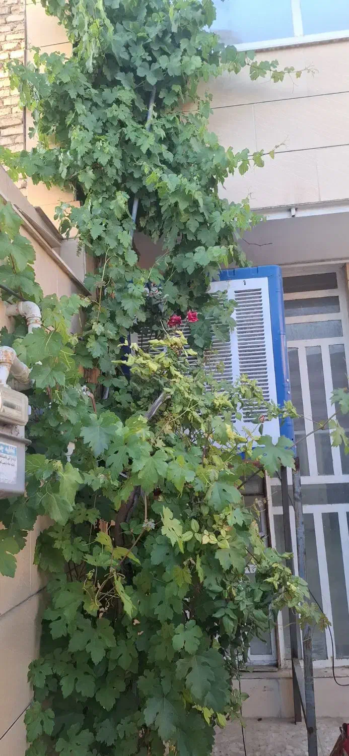 منزل ویلایی درب حیاط
