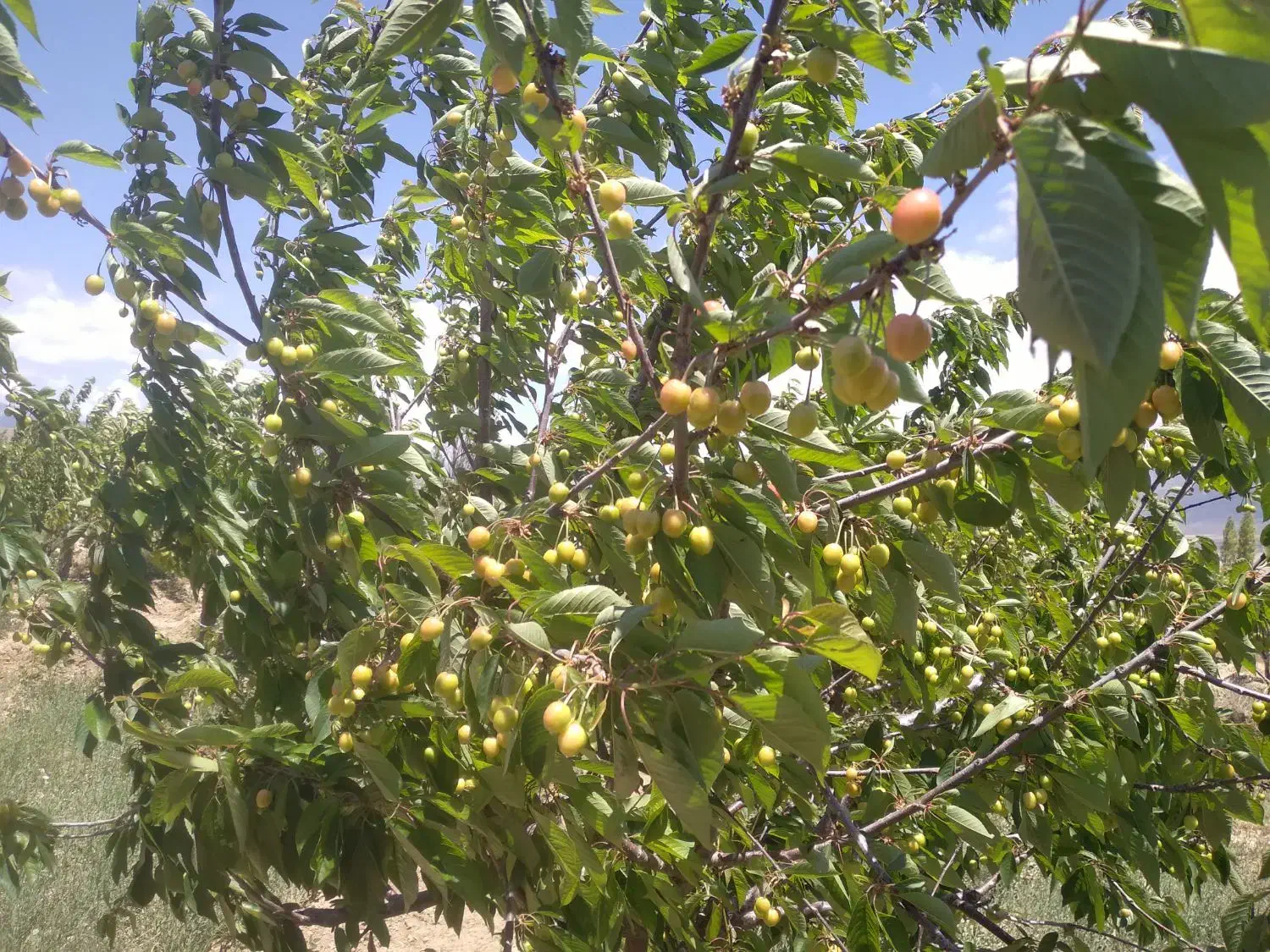 فروش باغ گیلاس و گردو ۲۴۰۰ متر باامتیاز آب وجاده
