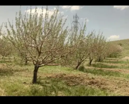 زمین باغ ۱۸۰۰ متر در اول شورین مناسب برای سرمایه