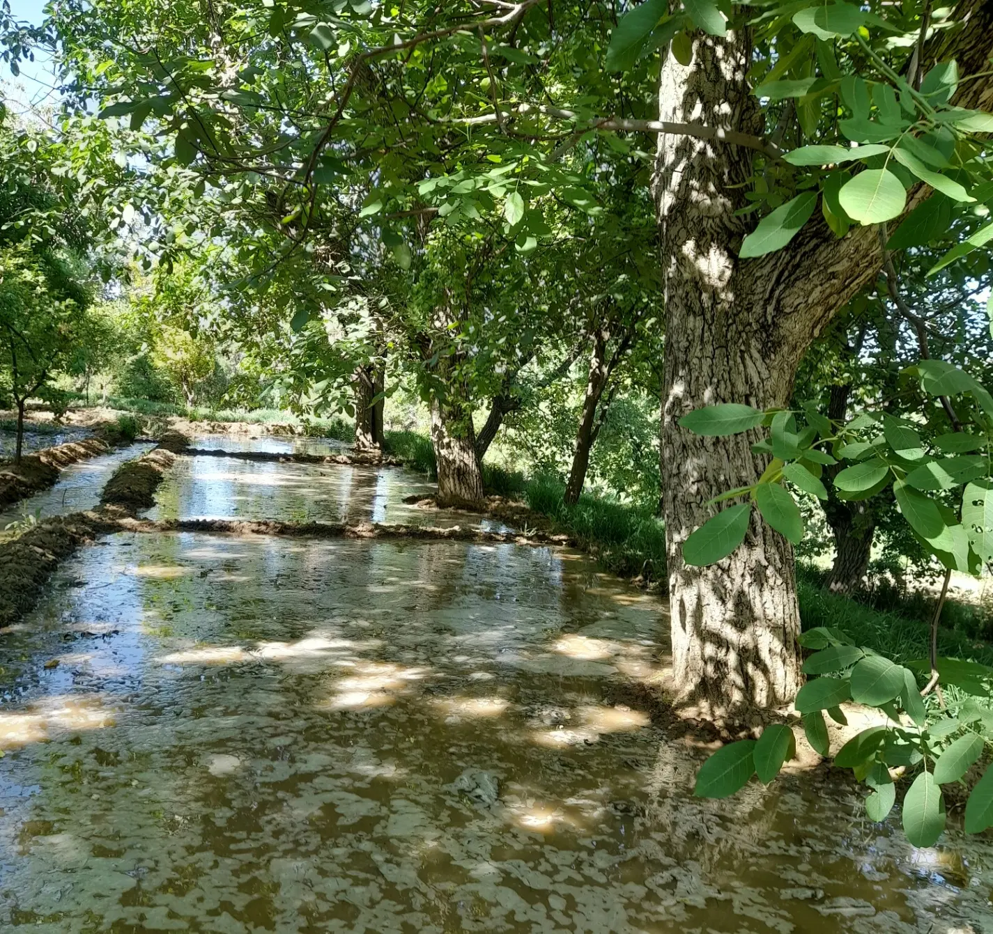 باغ گردو سرابی