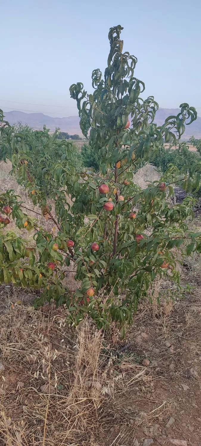 فروش باغ مثمر