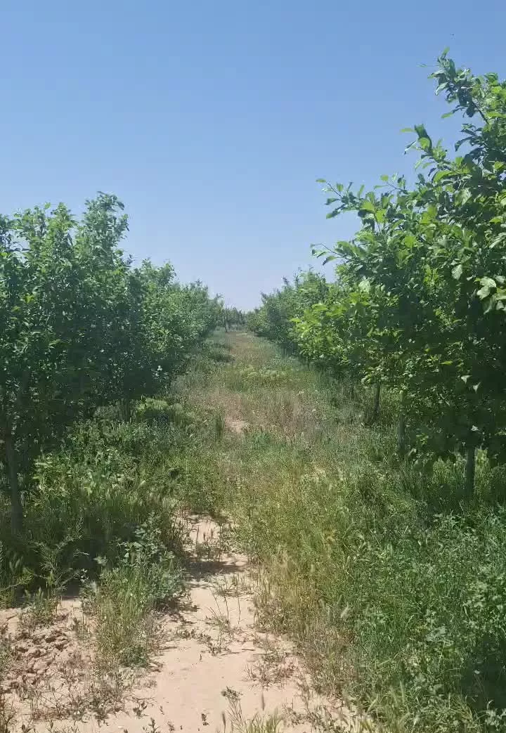 باغ آلو دربینالود