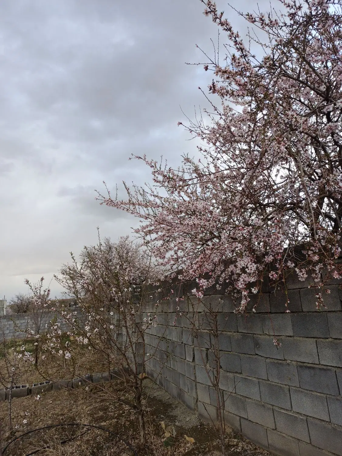 فروش باغ .همدان