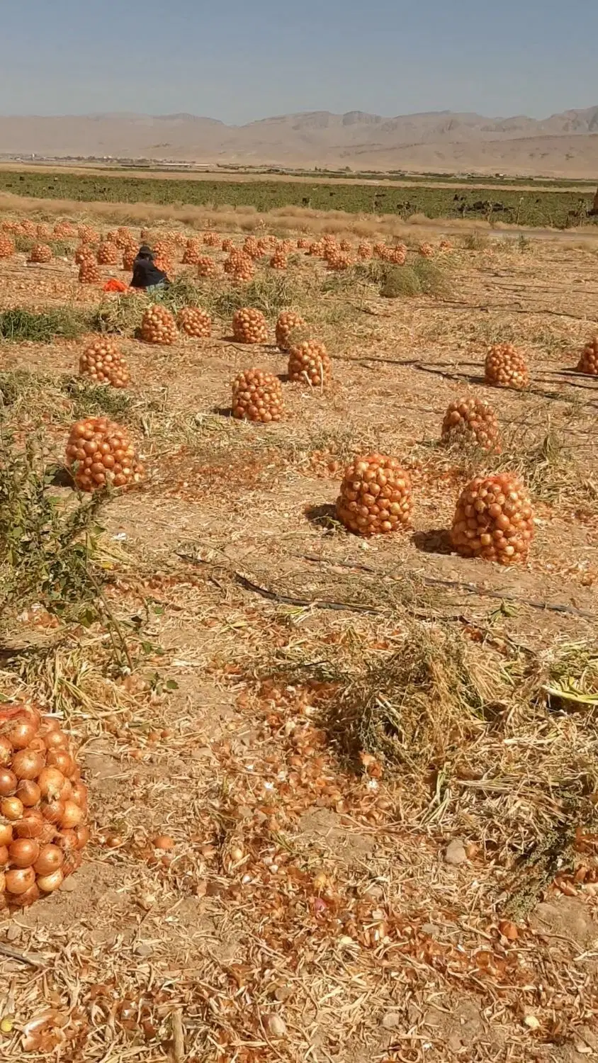 زمین برای نصفه کاری زعفران