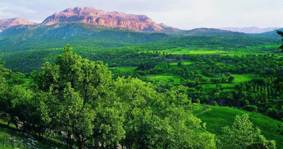 زمین در تاف