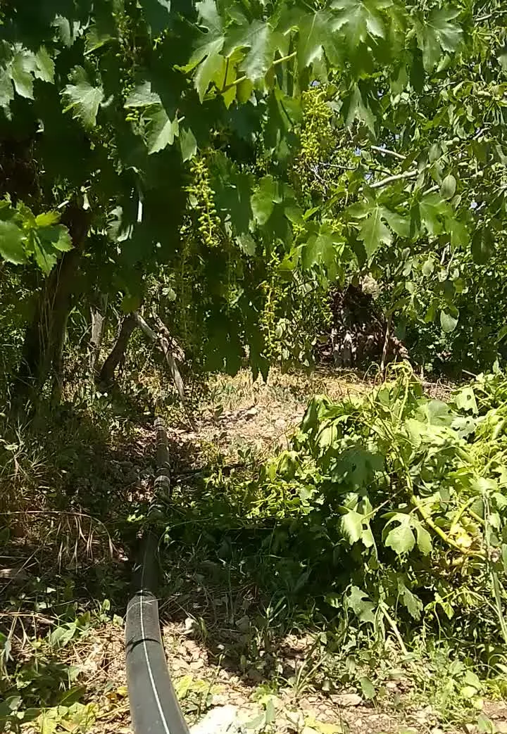 فروش باغ خیابان دنا