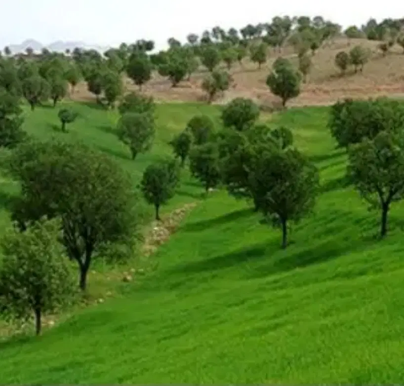 ۳۲۰ متر زمین چنارستان علیا