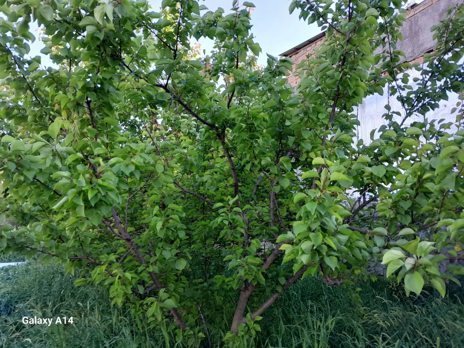 فروش زمین در بافت روستای للدوین