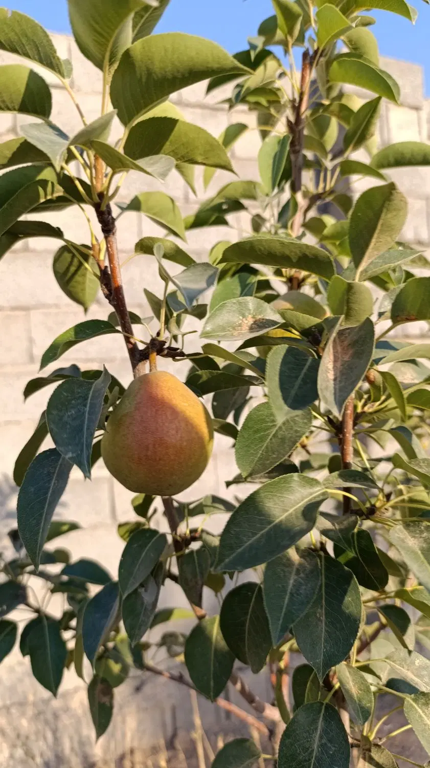 باغ فروشی گوارشک گجوان