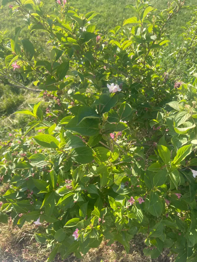امامزاده،گلپرچین (گلپاشین) زمین باغ