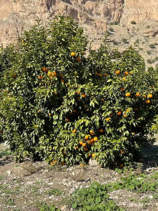 باغشهر بلوار دکتر حسابی