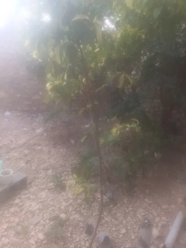 فروش قطع باغ