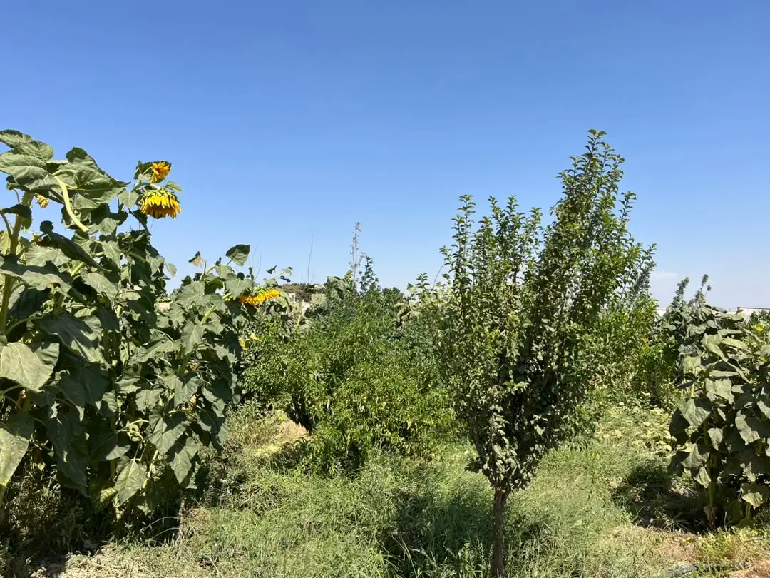 قواره ویلایی داخل مجموعه