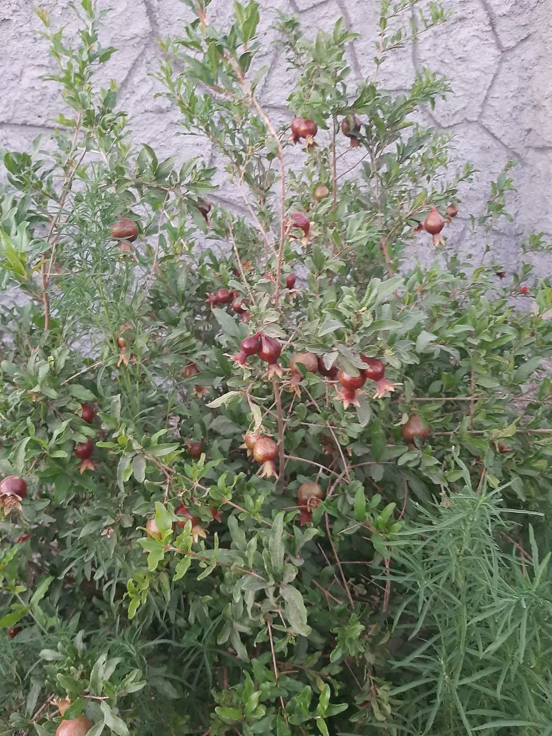 فروش چهاردیواری ۷۰۰متری