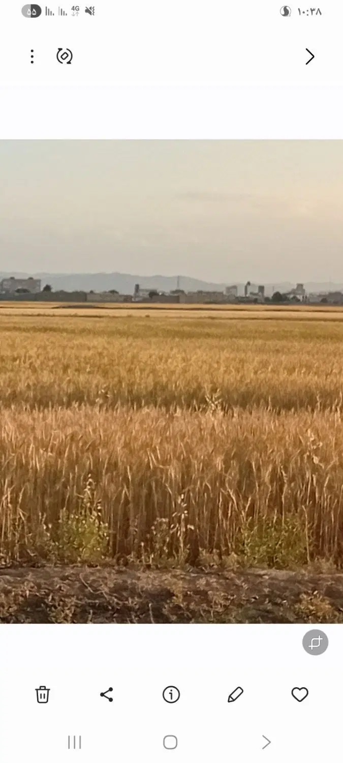 زمین فروشی در فریمان