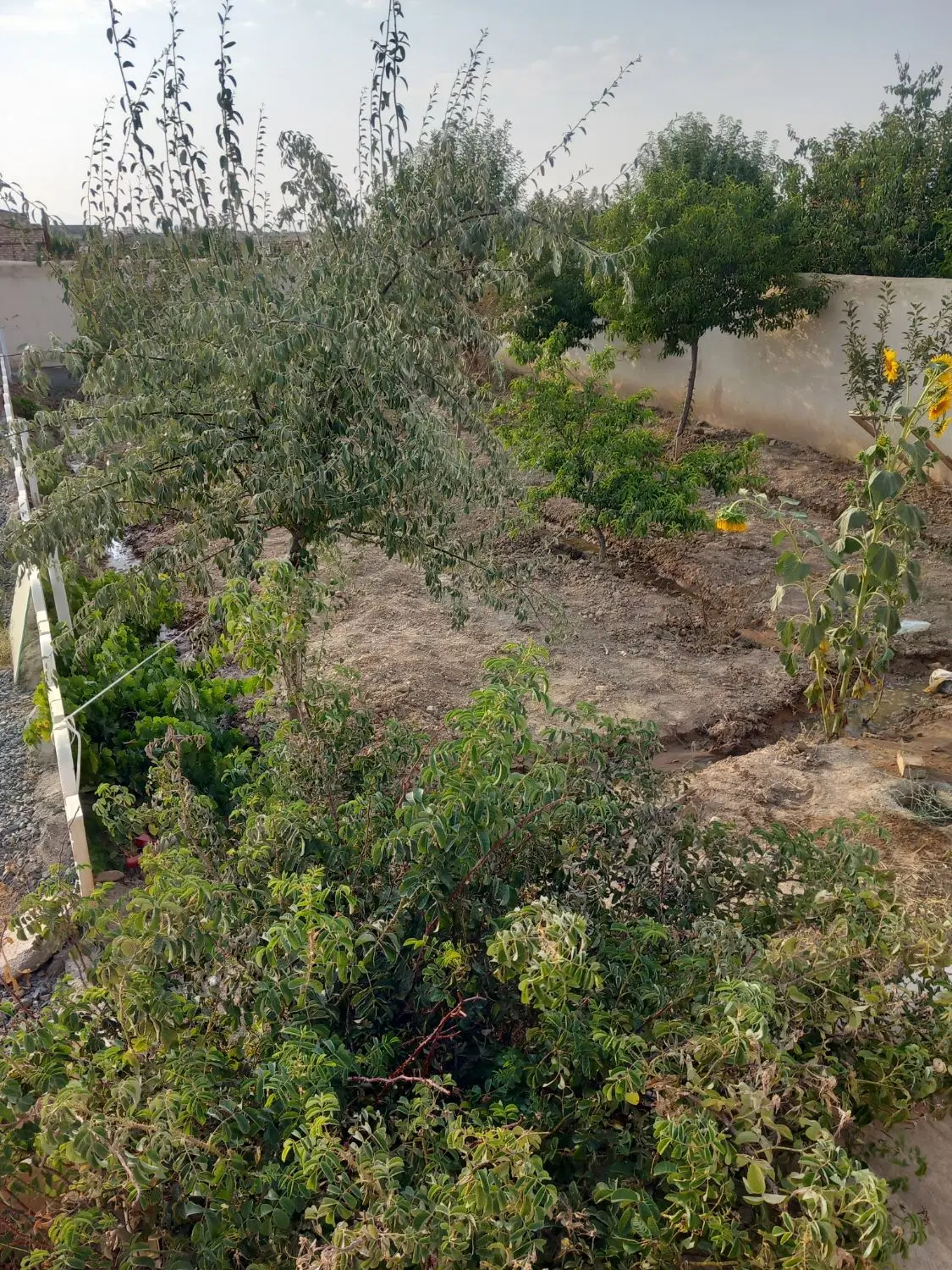 باغ چهاردیواری گاوخانه