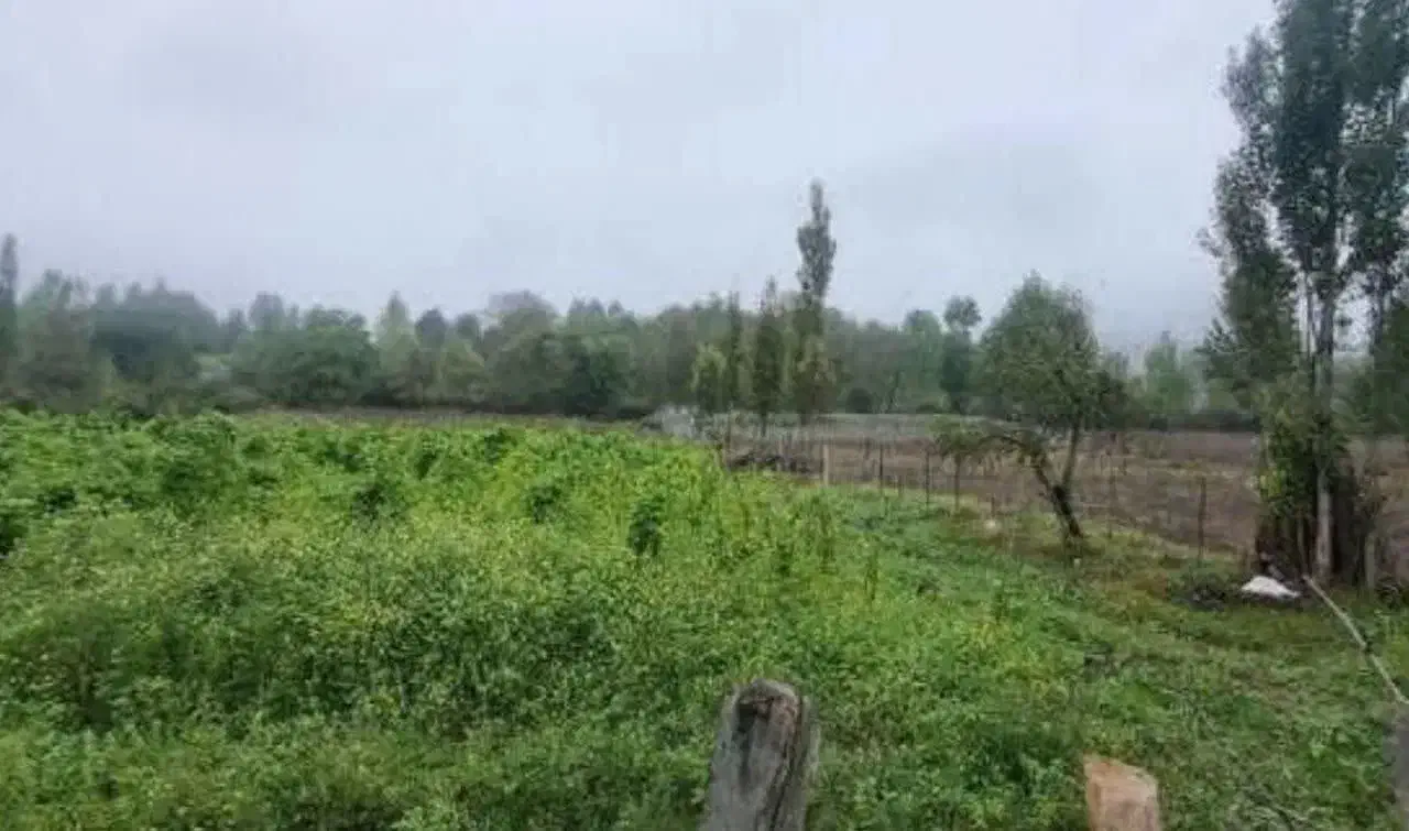 زمین باغی در کجور