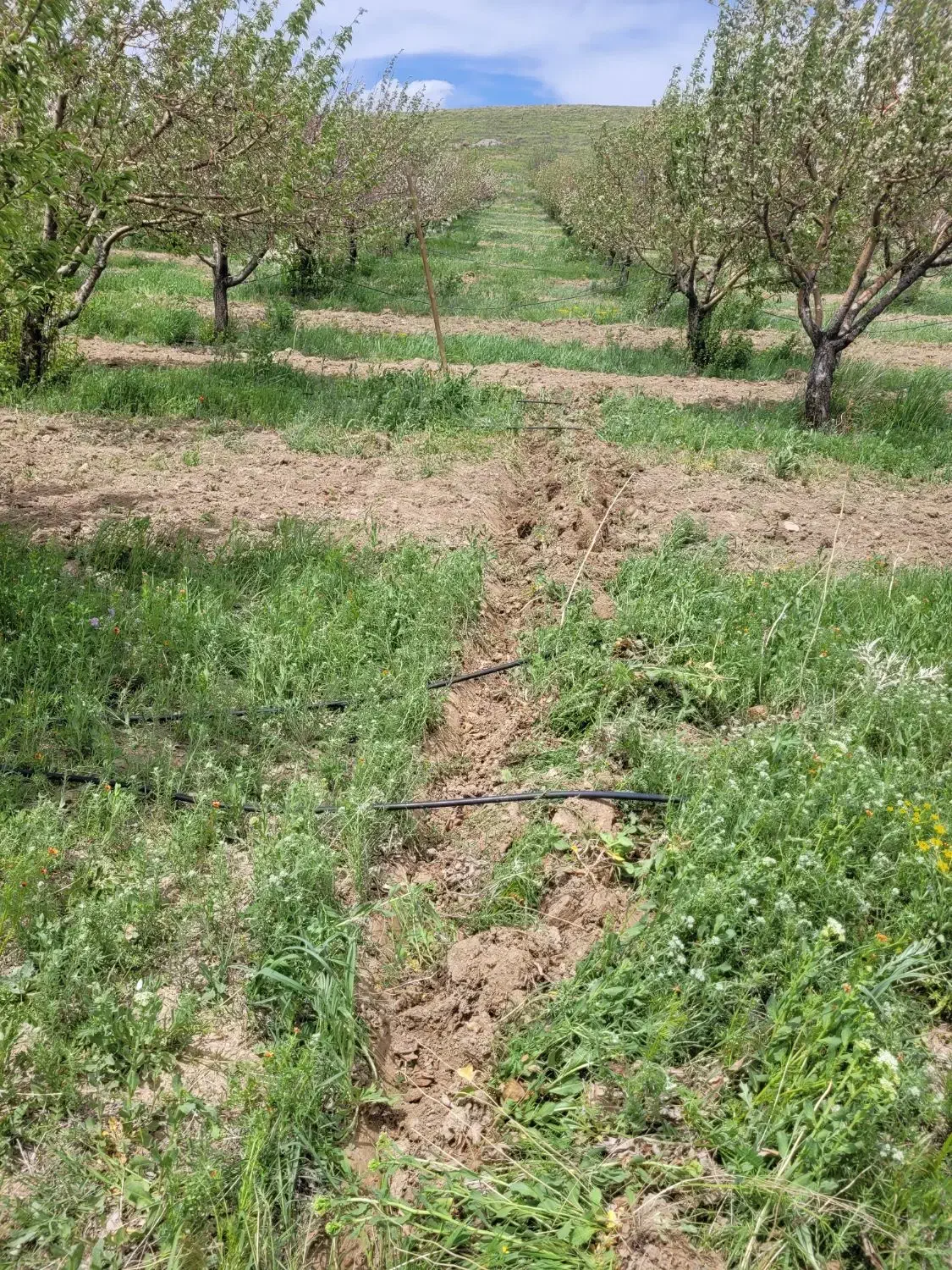 باغ تازه ساز و زمین باغی در سیمین زاغه