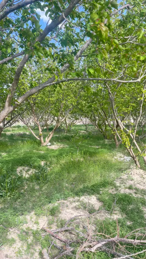 باغچه ۸۰۰ متری اصیل اباد شهریار