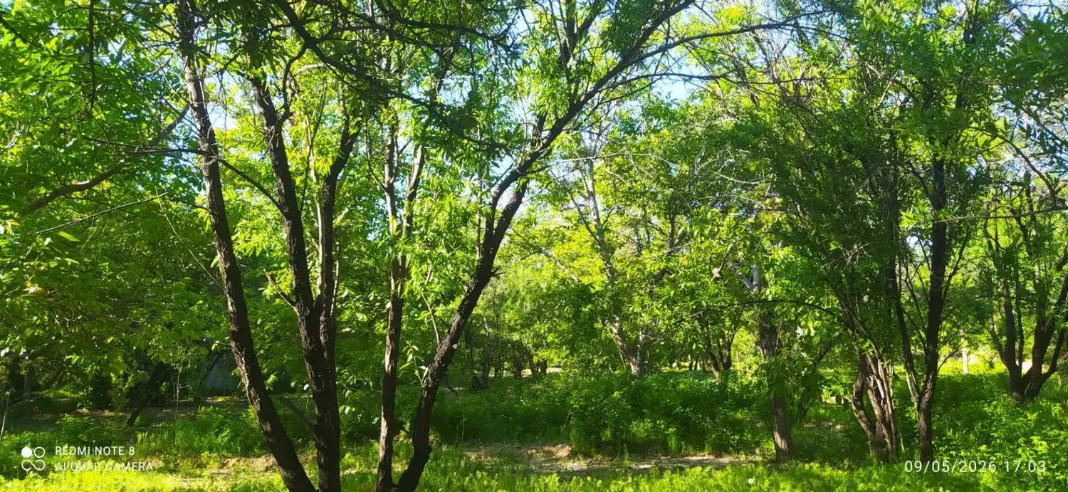 باغ زمین زراعی