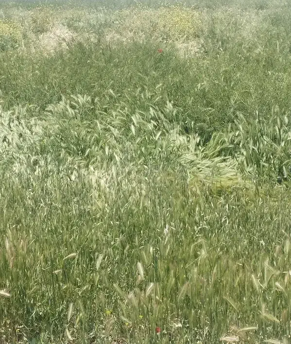 ۱۰۰۰ متر زمین کشاورزی باغی کمالوند