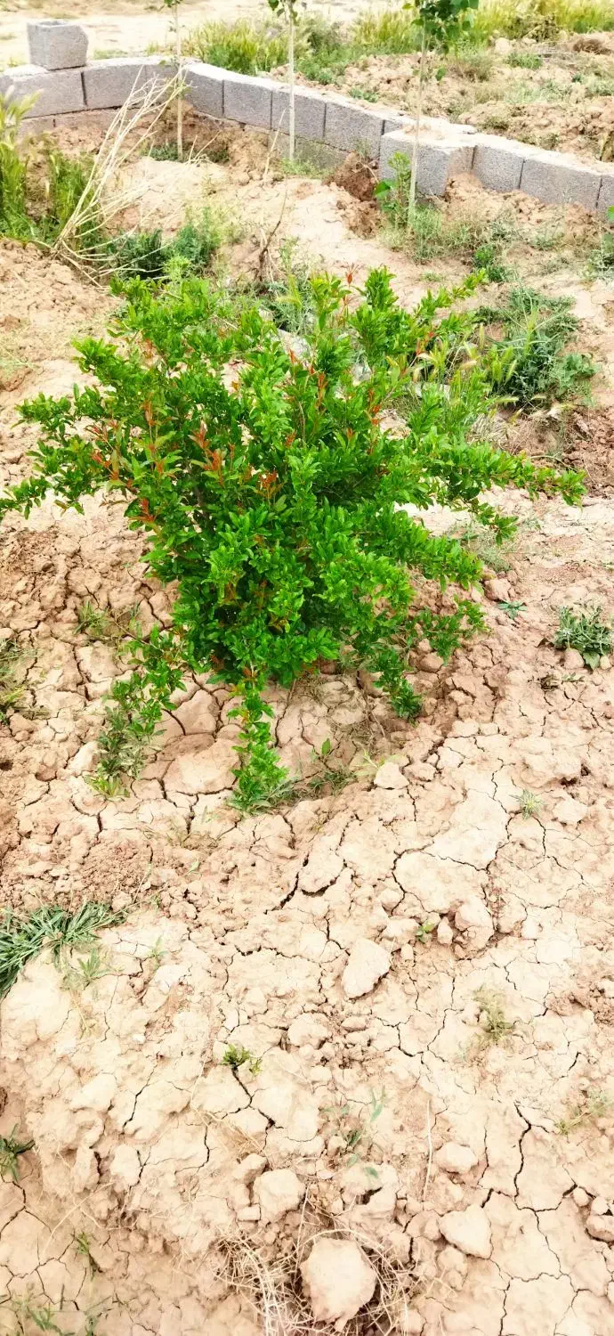زمین پیشک سه