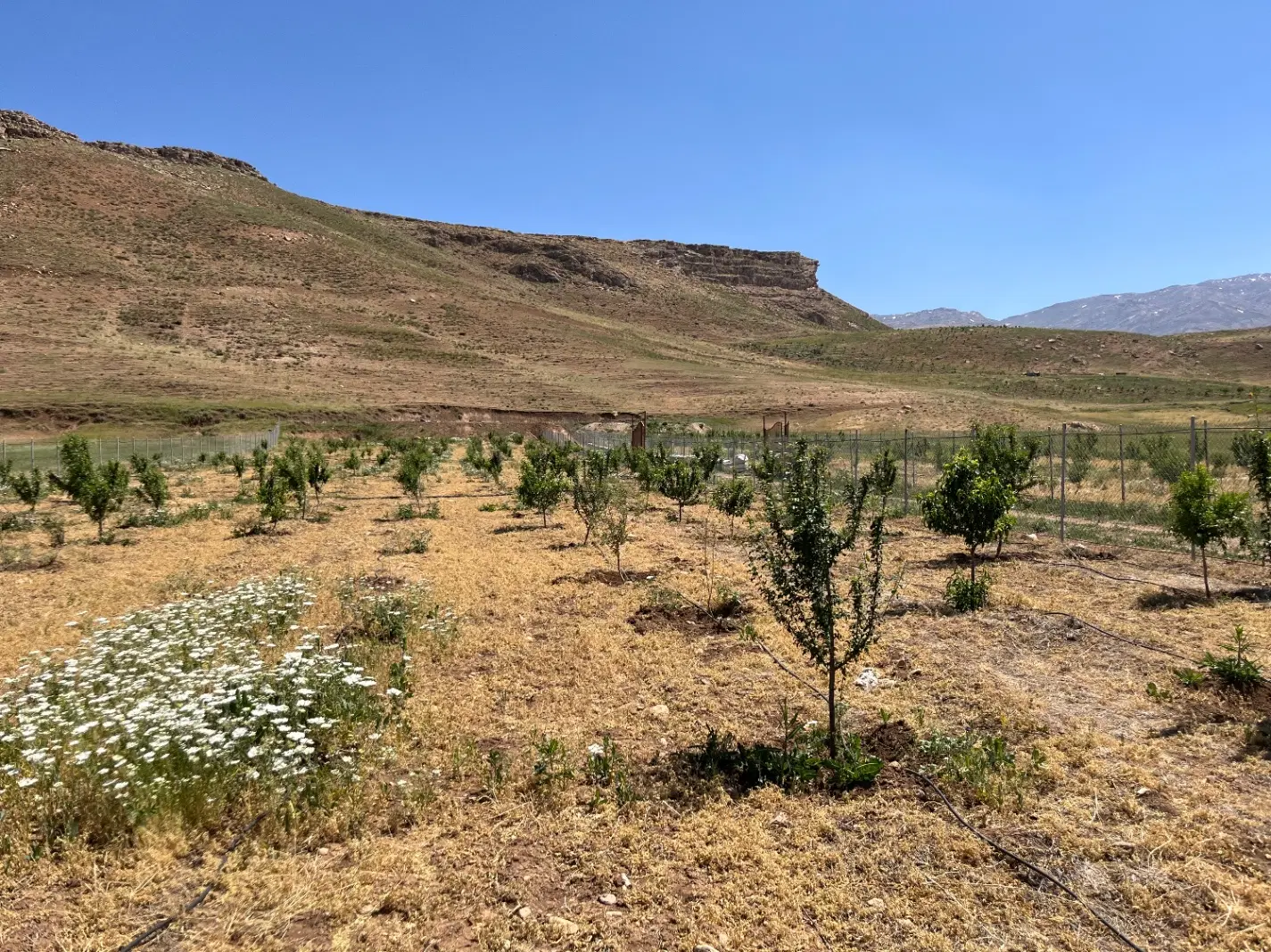 فروش باغ گوجان