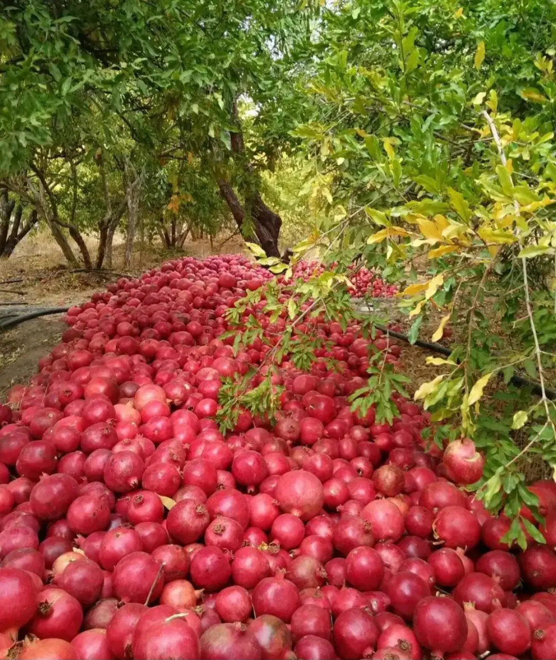 باغ باقیمت اقتصادی