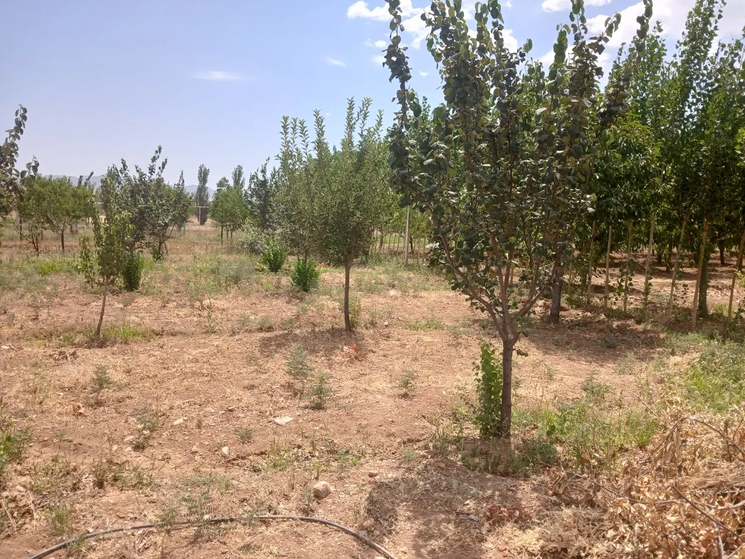 زمین۵۰۰متری گلشن اباد بااب وسند