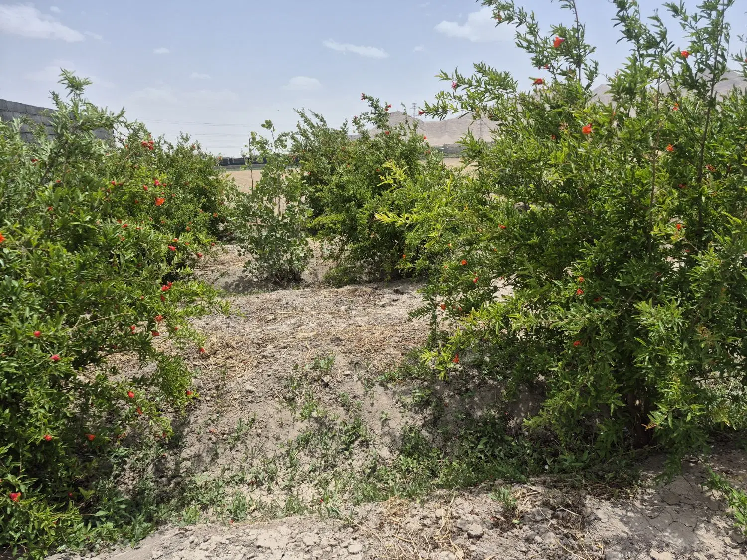 زمین باغ