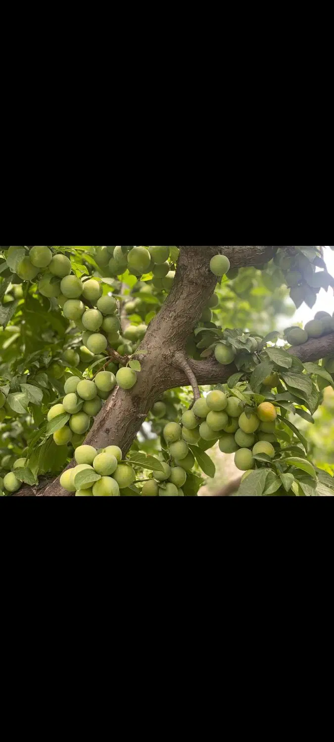 باغچه وباغ