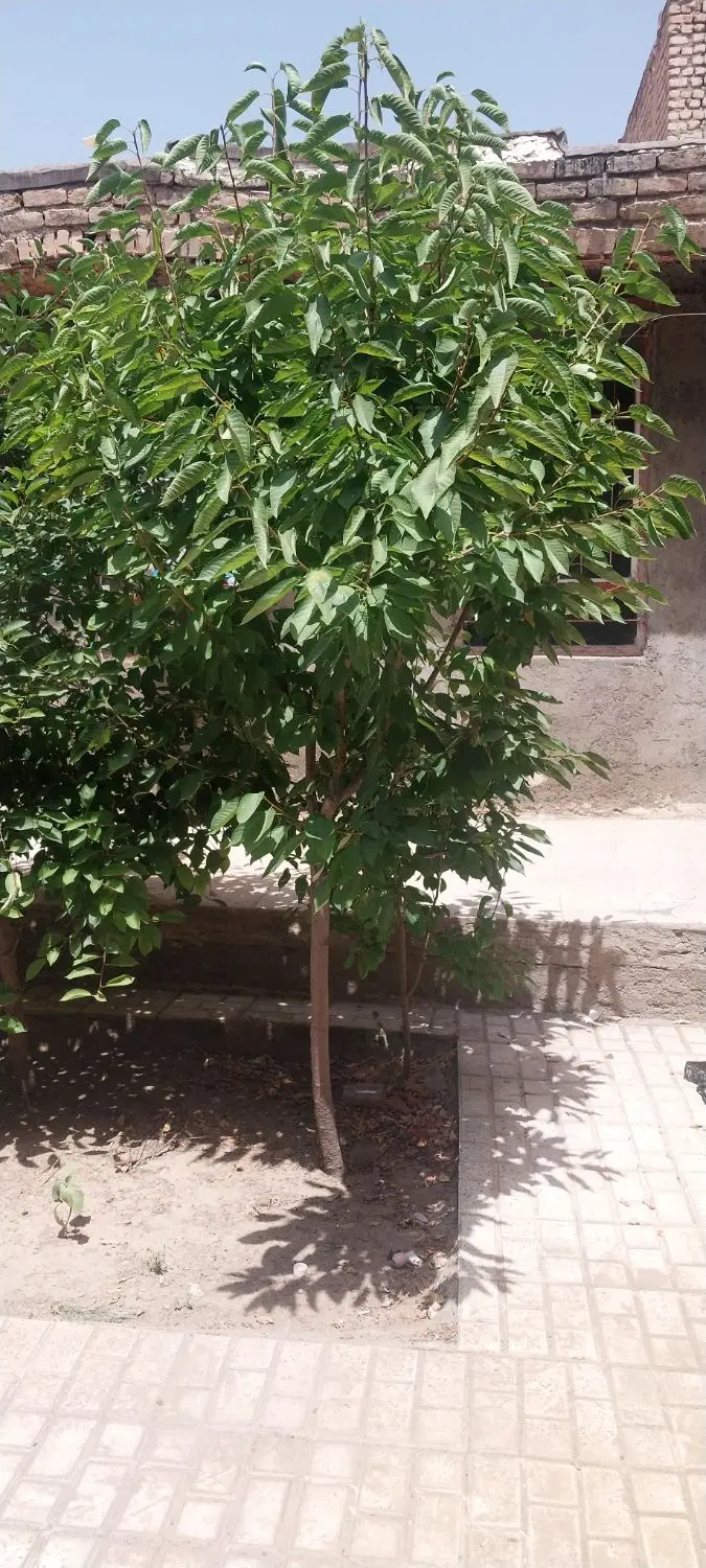 منزل ویلایی در خیابان امام