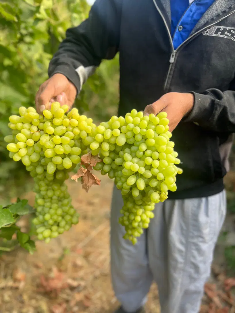 باغ و باغچه اجاره