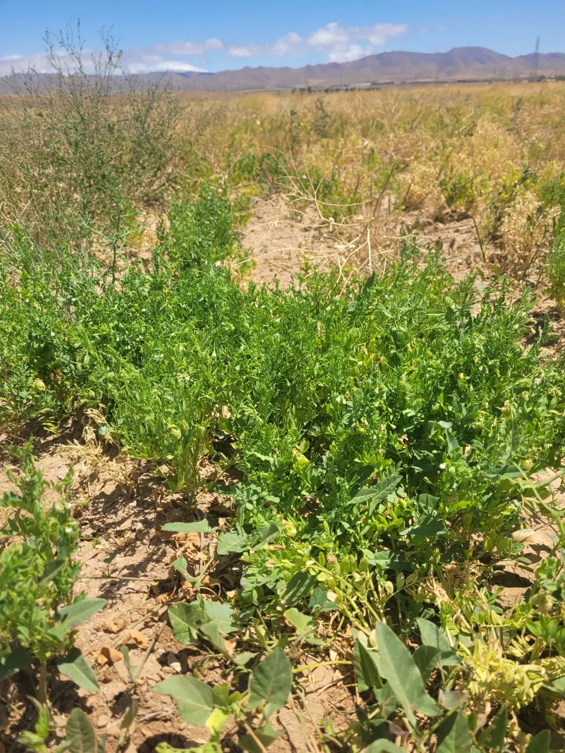 کشاورزی زمین برای احداث باغ