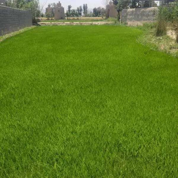 فروش فوری زمین کشاورزی واقع در ولاشان درچه