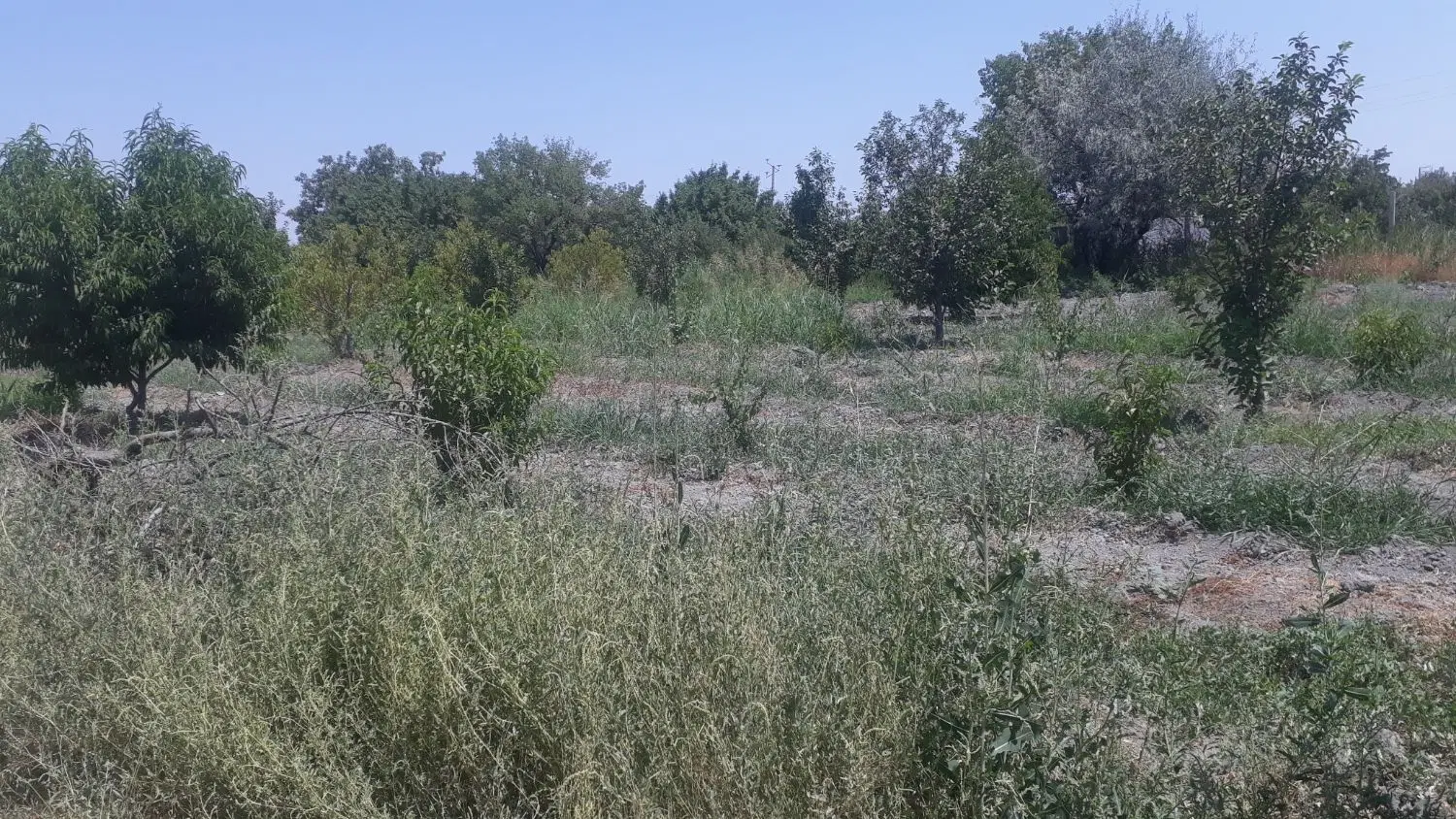 باغچه ۵۰۰متر بالاتر تر  امام زاده غریب حسن
