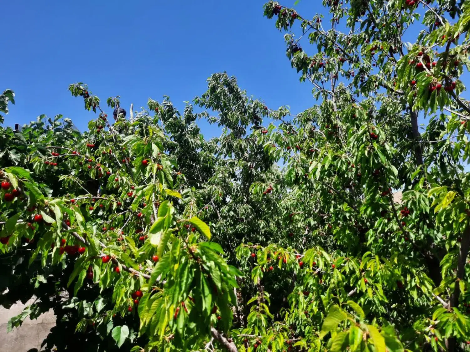 خانه باغ درروستای خوش اب و هوای  کرمجگان