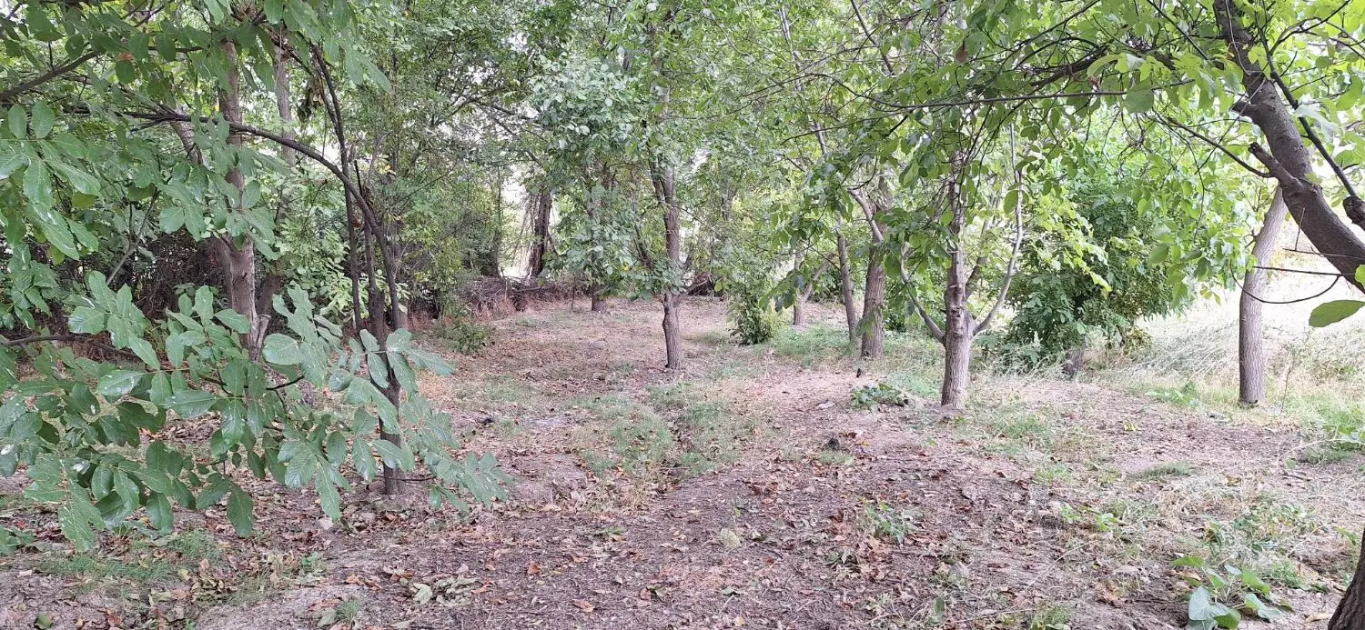 باغ میوه سند دار