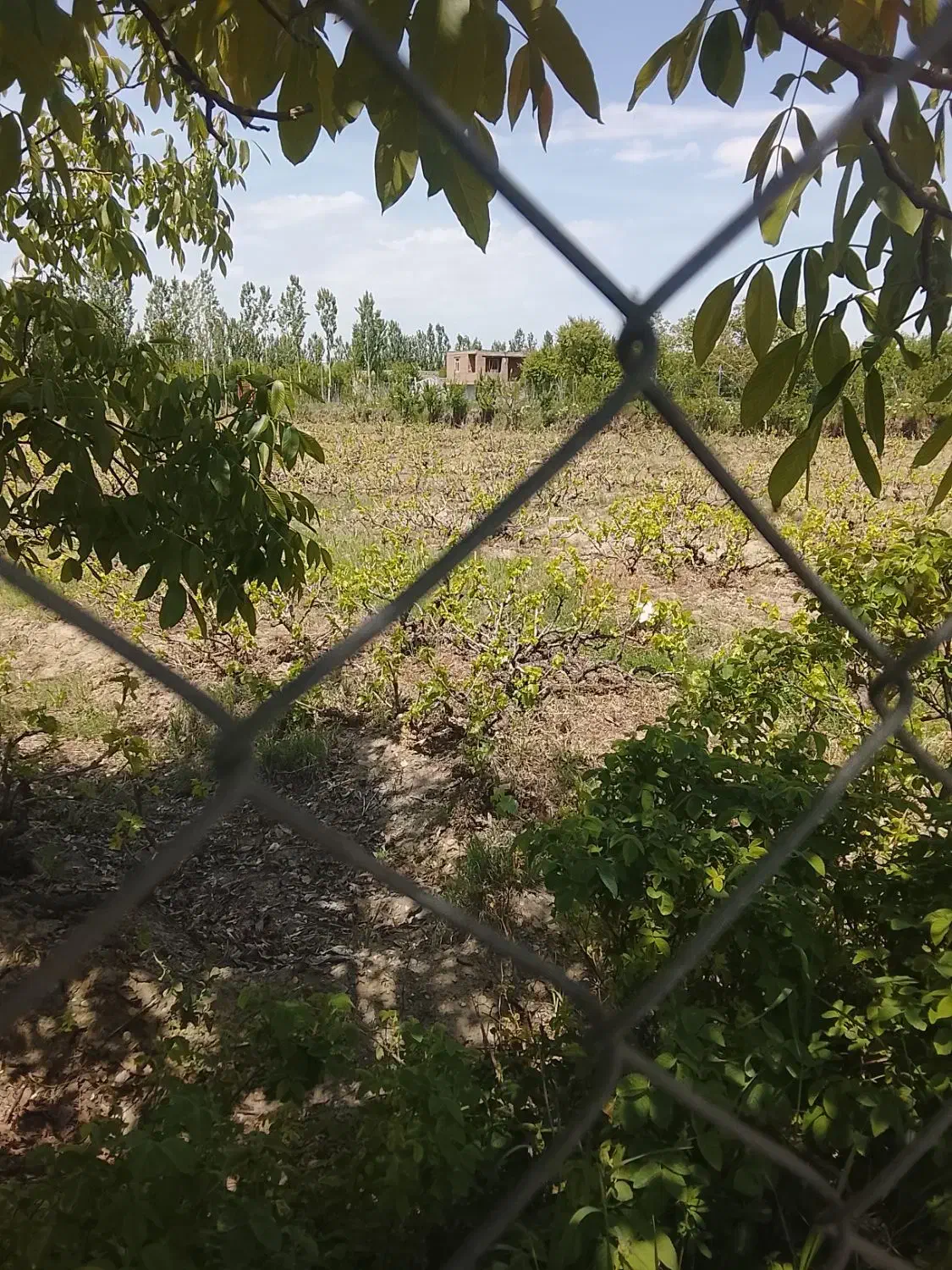 باغ انگور
