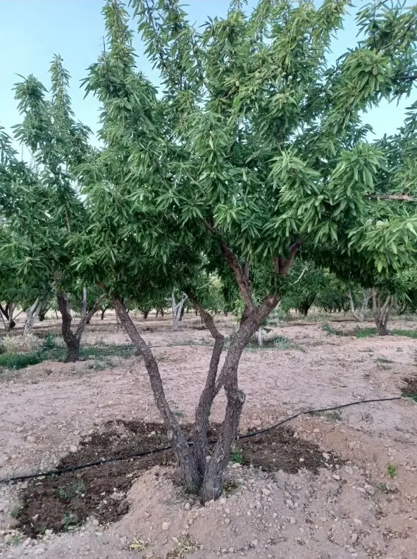 باغ بادام و گردو