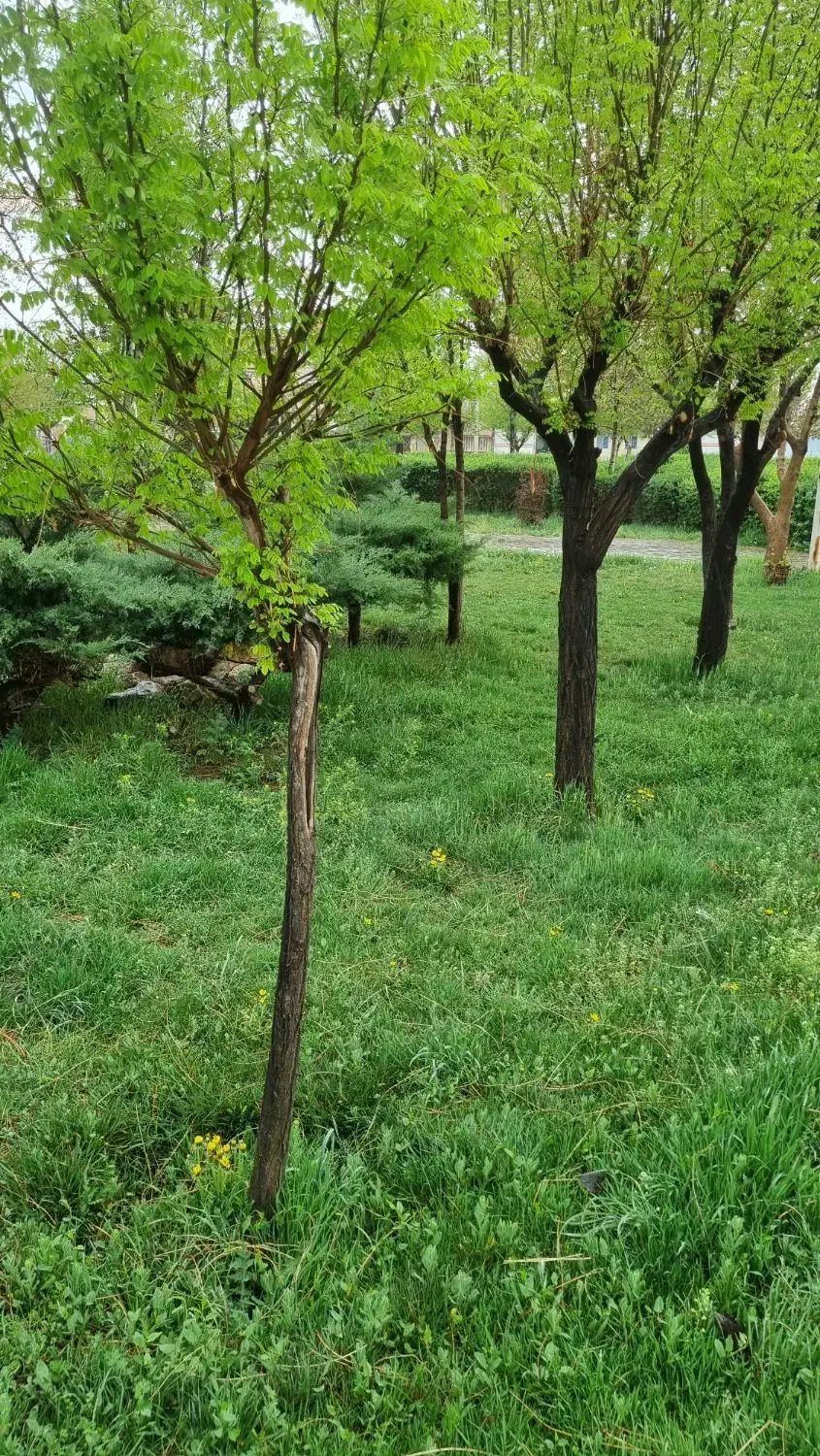 زمین تجاری