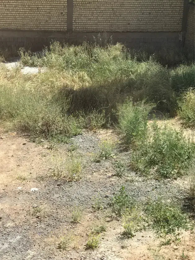 زمین ۸۰۰ متر شهرکی زان ابسرد